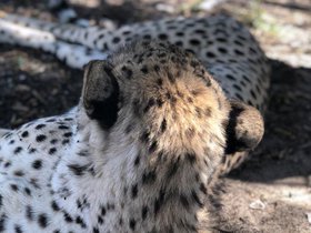 Cheetah (16).JPG